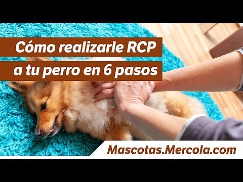 Cómo realizarle RCP a tu perro en 6 pasos