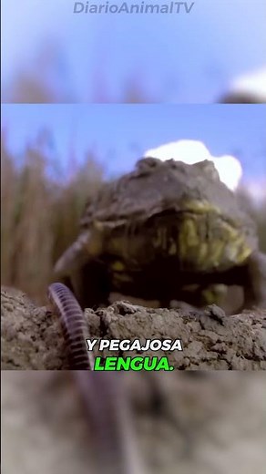 Sapo Toro | ¡El Depredador que Puede Comer de Todo!