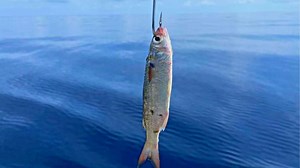 pesca con lisa viva | De pesca con Mendoza