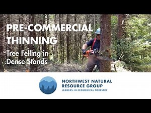 Pre-Commercial Thinning - Tree Felling in Dense Stands