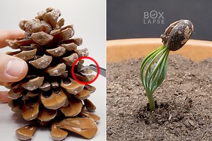 Boxlapse Turns Photos of Pinecone Seed Growing for 300-Days Into Fascinating Time-Lapse