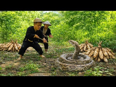 A family of dwarves harvesting cassava unexpectedly encounters a dangerous python shedding its skin