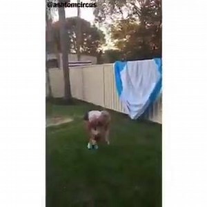 45K views · 276 reactions | Backyard tumbling | Ashleigh Tomasini - Circus Artist | Facebook