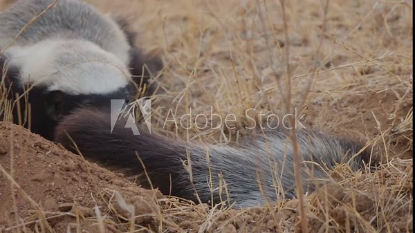 Honey badger digging a burrow in slow motion close up, powerful forepaws throwing soil as a second badger waits behind in dry grassland habitat.
