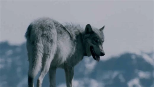 New Documentary Covers The Tumultuous Early Days Of The Yellowstone Wolf Reintroduction