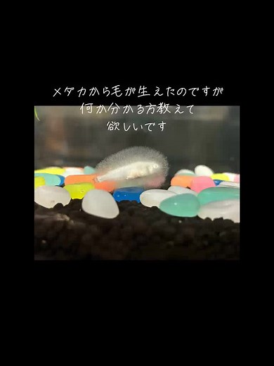 帰ってきたメダカの毛の謎