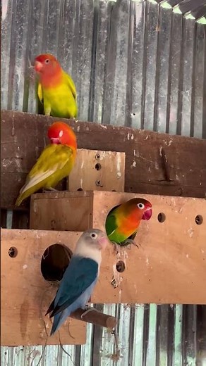 Cute love birds❤️🥰 #lovebirdsfarming #birds #lovebirds #birdingparadise