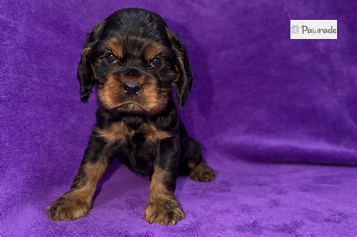 Camila - Cocker Spaniel Puppy EF01E9