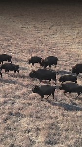 1.2K views · 1.2K reactions | Once numbering 60 million on the North American plains, the American bison were nearly driven to extinction. Since 2020, over 2,300 bison have been returned to Tribal lands across 10 states through Indigenous-led efforts involving 86 Tribal Nations. This is not just species recovery - it’s cultural restoration, land healing and reconnection. Read More: bit.ly/47l3MLU #BisonRestoration #TribalLands #Conservation | Conservation Frontlines | Facebook