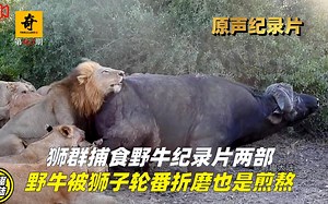 高清原声纪录片，狮群捕食野牛纪录片两部，野牛被狮子轮番折磨也是煎熬