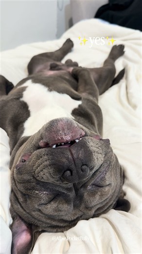 Does My “Scary” Dog Show His Teeth? 😳😂