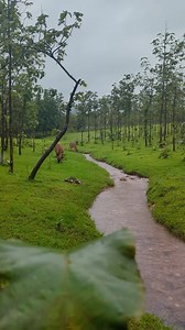 🍃Lush Monsoon Greenery – The rains awaken every leaf, turning Goa into a tropical rainforest paradise. 💦Mystical Waterfalls – Hidden falls like Dudhsagar come alive, gushing with power and magic. 🏝️Romantic Rainy Beaches – The coastline gets quieter, more peaceful — perfect for long walks in the drizzle. ☕️Cozy Goan Cafés – Watch the rain pour while sipping hot chai or local feni in charming cafés. #goa #monsoon | Goa