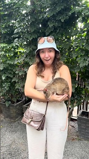 Meet the Hero Rats saving lives in Cambodia...