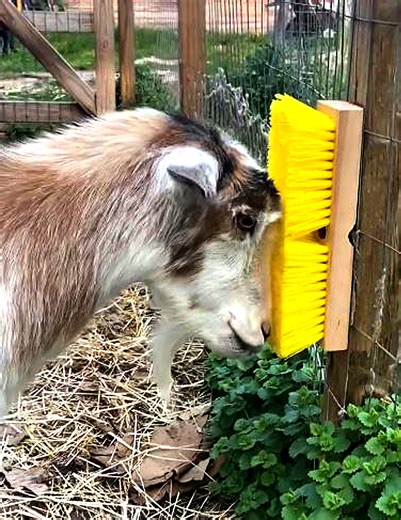 A simple DIY project, but much appreciated by these goats! | WTVideo