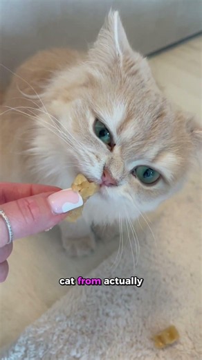 Learn how to properly brush your cat’s teeth 🦷 🐱get yours here 👉 purrnature.store 🔗#petcare