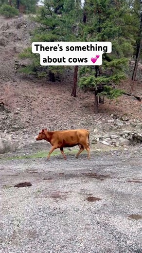 A Quiet Moment with An Unexpected Herd of Cows in Nature 🐄🌲