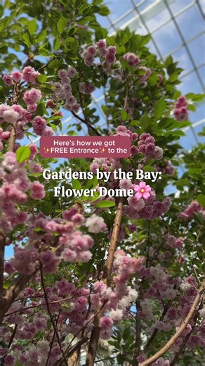 ✨Free guided tour that takes you inside Gardens by the Bay: Flower Dome.🌸 We attended a free guided tour called Nature and Sustainability: Carbon and Climate. It is 1 out of 6 tours conducted by Gardens by the Bay and supported by Keppel. Register through ➡️eventbrite.sg Tours with free entrance to Flower Dome or Cloud Forest are applicable to Singapore Residents (SC, SPR, DP, and work pass holders). Non-residents/Tourists need to purchase tickets. #wheretogosg #singapore #freethingstodosingapo