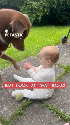Baby Playing Fetch With Dog Is Pure Family Happiness