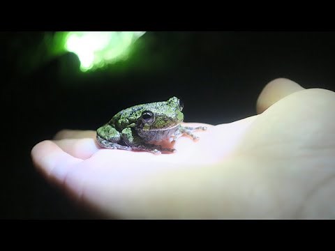 Gray Tree Frog Mating Call