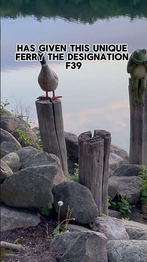 This is the only electric cable ferry in Germany! #strausseeferry #ferry #boat #transit #germany