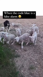 19K views · 347 reactions | Oops! Someone accidentally pressed the button.  藍 #repost @thebritishlatina Disclaimer: No copyright infringement intended⁠ All rights and credits reserved to respective owner⁠ DM allheartscrubs for credits/removal⁠ #medicalmemes #hospitallife #nursememes #nurseprobs #nurselife #nursejokes #nursingproblems #nursesofig #nursesofinstagram | allheart | Facebook