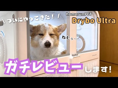 噂のドライヤーボックスに入れたら、ガチ寝し始めちゃったコーギーがこちら。。【homerunPET DryboUltra】