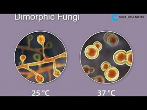 Dimorphic Fungi ; Definition, Examples and Forms Yeast and Molds