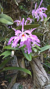 Our Cattleya maxima has transformed a corner of our garden into a true visual spectacle with its beautiful bloom and form. It reminds us of the wonder of life and the importance of taking care of our planet and maintaining these beautiful spaces in our homes. • • • #cattleya #蘭 #orchidlover #orchidstagram #orchidlove #orchidshare #OrchidLovers #orchidflower | Ecuagenera Orquideas Del Ecuador