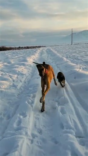 Ruby’s Run Wag n Wear | Navigating the journey to your dream job can be a real challenge. I found myself in a position I didn’t want to be in, feeling burnt out... | Instagram