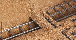 Loading wheat grains in a silo after harvest, close up