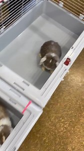 URGENT! We had to LOCK THE DOOR at the shelter today because so many people were trying to dump animals. And now this: TWELVE rabbits in a single bin left! We are drowning, and struggling to ccare for the animals we have already committed to. Please help us by getting rabbit rescues involved! We don’t even have supplies for these guys! | Saving Sage Animal Rescue Foundation