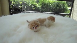 81K views · 1.1K reactions | Squeaking and squeaking is their...