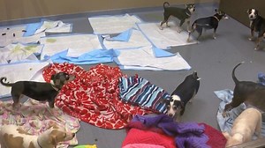 A dozen rat terriers rescued and recovered from neglect are now ready for adoption at Toledo Humane Society