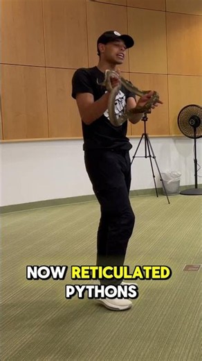 Dan Talks about reticulated pythons