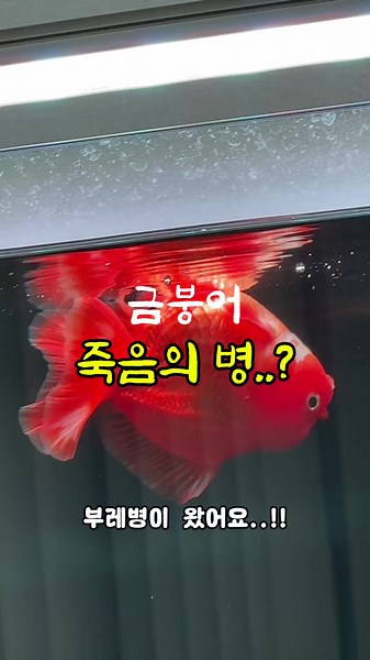 부레병 증상 및 관리 방법