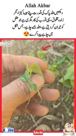 Look how many beautiful animals allah has created #shorts #allah #animals #viralvideo #beautiful