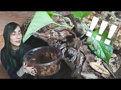I said I wouldn't, but I did .. Goliath Bird-eating Tarantula!