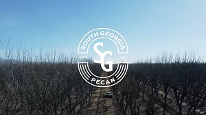 29 reactions | As January wraps up, so does another incredible harvest season!  We are grateful for this year’s harvest, hopeful for a successful and productive conclusion for our hardworking growers, and excited as we gear up for the upcoming season. ✨ This amazing footage captures the hard work and passion that go into pecan harvesting, taken at one of our grower partners in Las Cruces, NM.  | South Georgia Pecan Company | Facebook