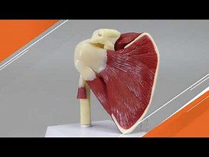 Shoulder Model with Muscles | AnatomyStuff