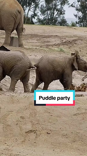 In honor of the downpoor in San Diego, enjoy baby elephants playing in the mud. #sdzsafaripark #elephants #babyanimals #rain