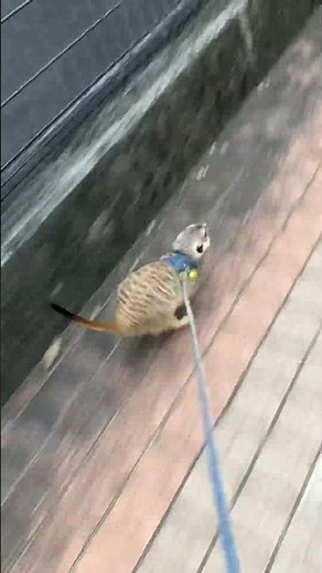 太っているのに、けっこう足速い💦 #ミーアキャット #pet #癒し #かわいい #ペット #kawaii #小動物 #meerkat #cute #動物 #dash #dashing #走る