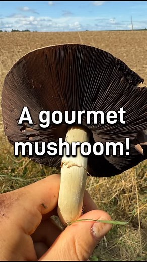 @theforagerwithin on Instagram: "The Horse Mushroom (Agaricus arvensis) is a delicious edible mushroom typically found in grassland. In this video I introduce you to this gourmet mushroom - here’s how to identify the Horse Mushroom, and how to avoid the toxic lookalikes! They are similar to field mushrooms and other mushrooms in the agaricus genus and so have many lookalikes, but fortunately smell and the reaction of the flesh upon bruising/damaging will keep you safe from the toxic lookalikes. 