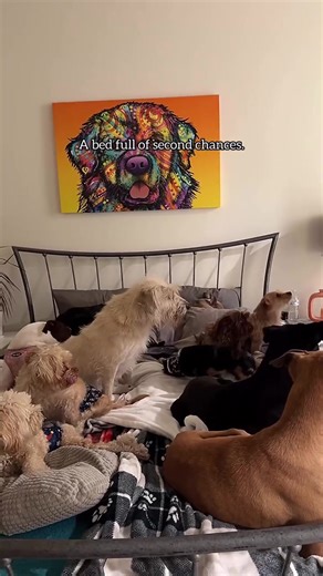 Rescue Dogs Finding Comfort and Second Chances