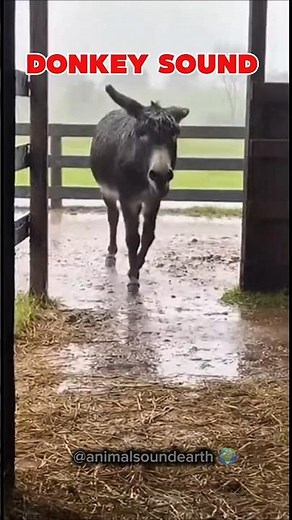 Real Donkey Sound #animalsounds