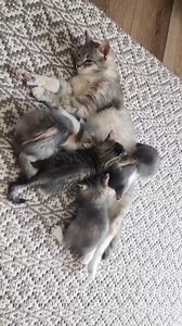 7.7K views · 570 reactions | The seasons have come and gone onto their new homes Check out our cat inspired merch at abdulscats.com! (Link in bio) #cats #catsoftiktok #cutecats #catlover -75 | Fostering kittens | Facebook