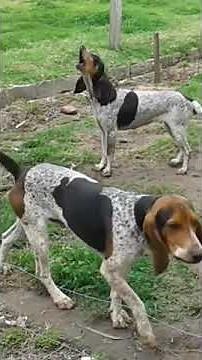 Conozcamos más sobre los Sabuesos. Perros Sabuesos🐕 de cacería
