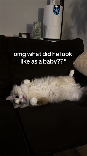 Adorable Ragdoll Kittens: Baby Photos Revealed!
