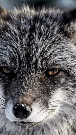 Hypnotic 4K Fox Close-Up: Eyes That Steal Your Soul! 🦊😍 Wildlife Macro Masterpiece