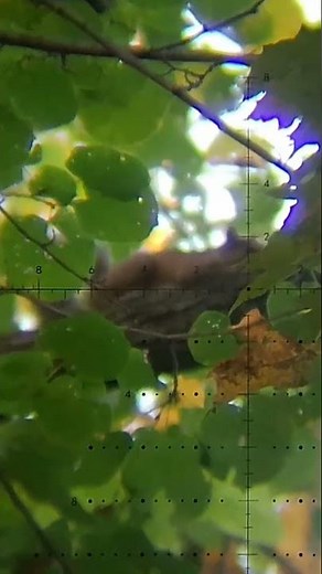 Squirrel hunt with Ruger American Rimfire Suppress