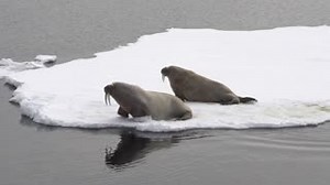 36 reactions · 5 comments | Walruses can move surprisingly fast on land. While swimming walruses become graceful, using full body movements to glide through the waters. Footage by Ruedi & Priska Abbühl. | Oceanwide Expeditions | Facebook